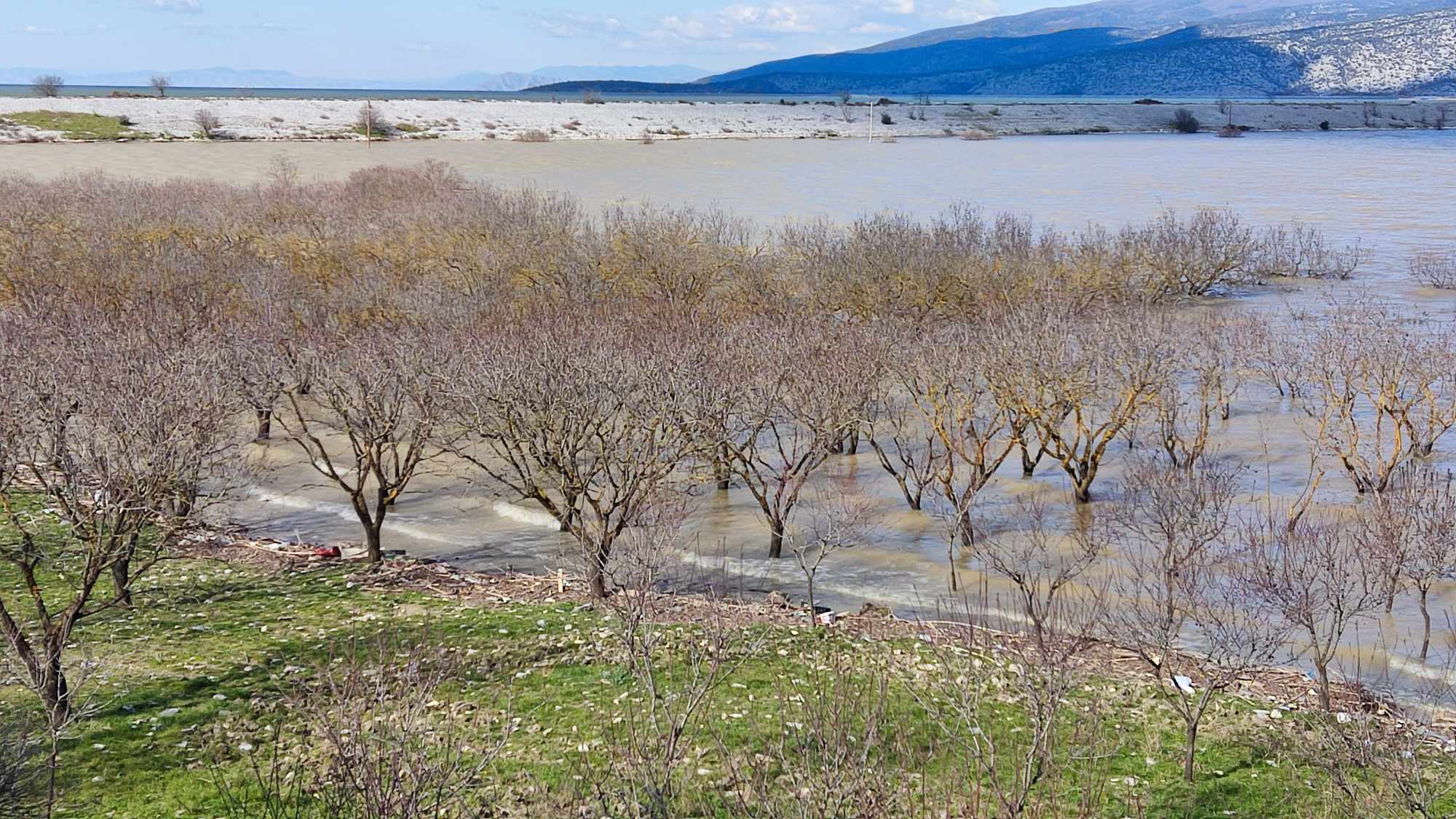 Σε απόγνωση αγρότες και κτηνοτρόφοι στα Κανάλια Μαγνησίας- Τα νερα της Κάρλας έχουν ακλύψει τα πάντα (ΦΩΤΟ)