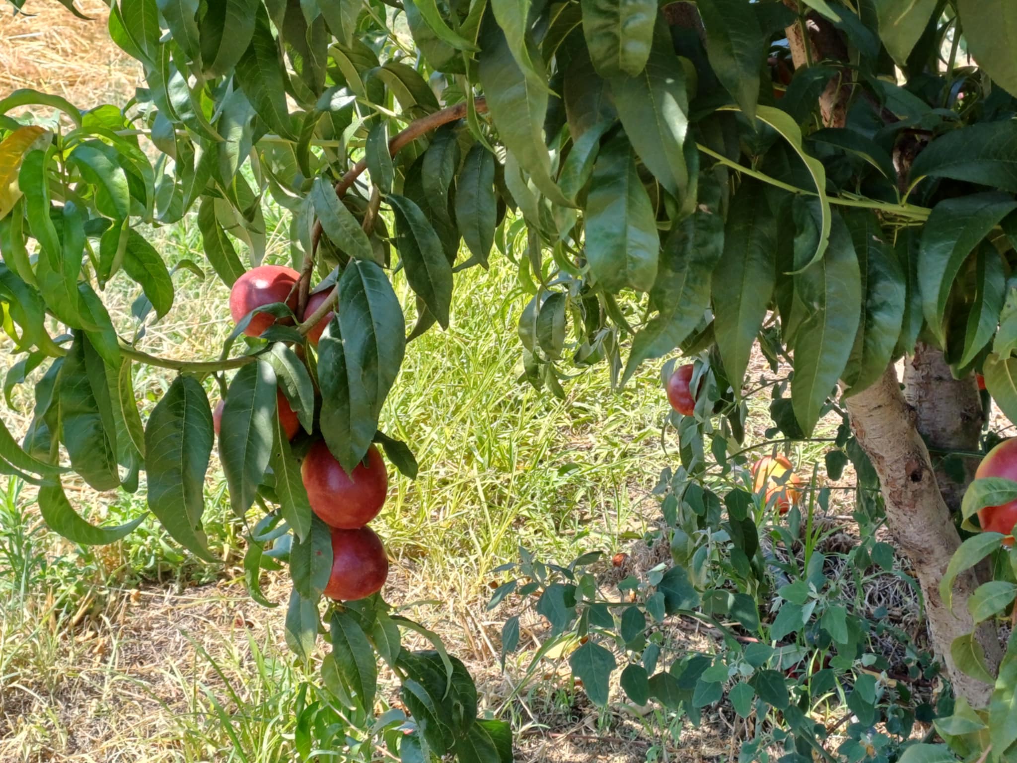 Σε σοκ αγρότης από τον Τύρναβο που έκλεψαν τα νεκταρίνια από το κτήμα του (ΦΩΤΟ)