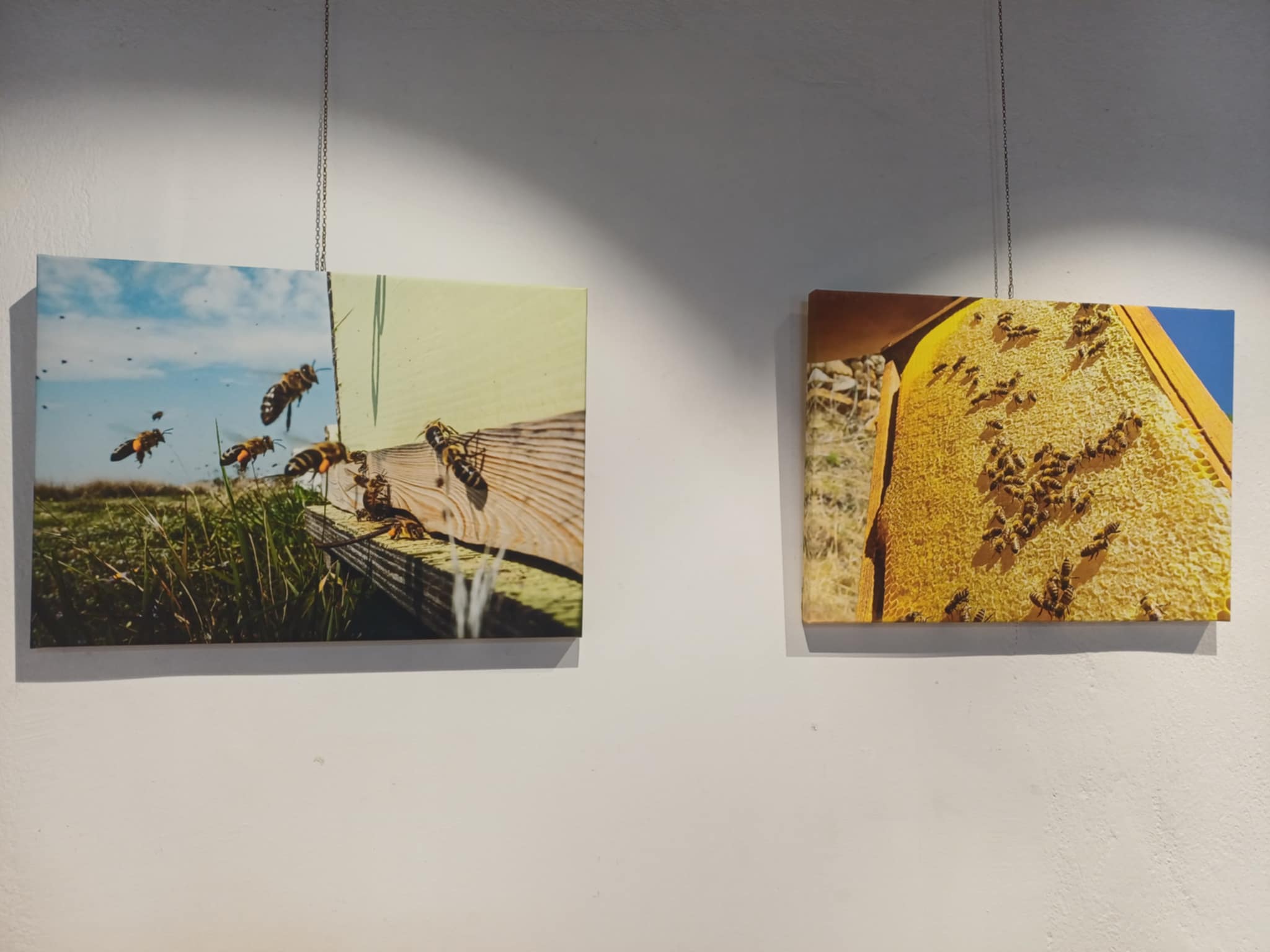 Ξεκινά σήμερα το «Bee Day Festival» στο Μύλο του Παππά (ΦΩΤΟ)