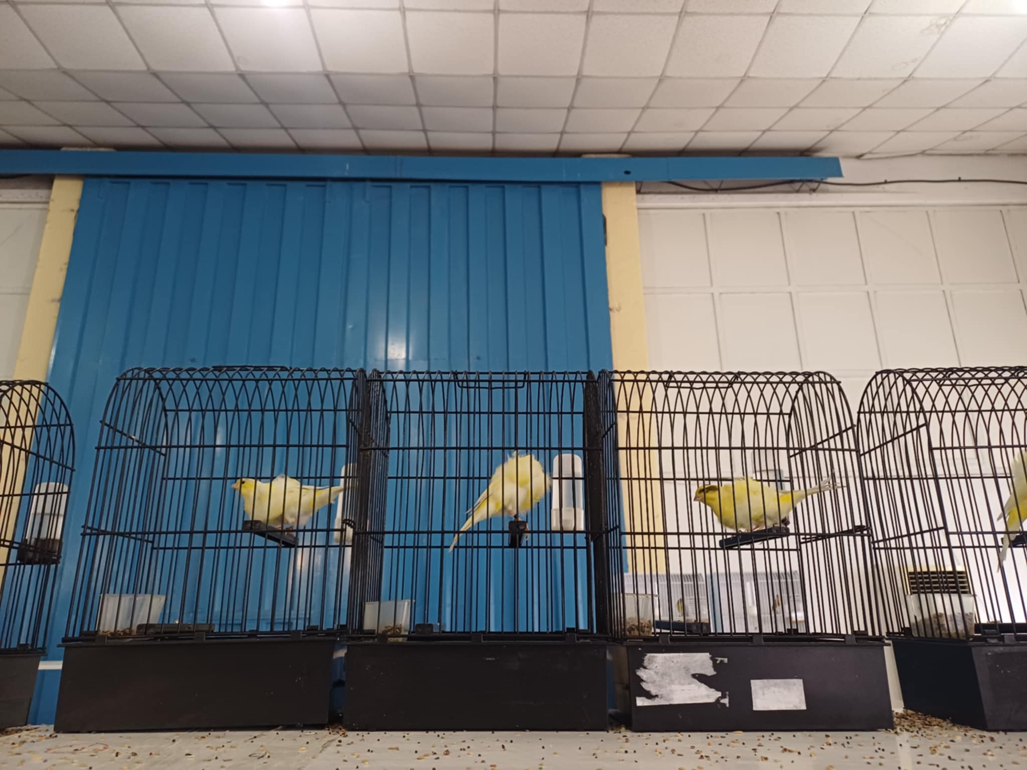 Κελαηδίσματα και χρώματα στη «Γαιόπολη» – Διαγωνιστική έκθεση καναρινιών στη Λάρισα (ΦΩΤΟ)