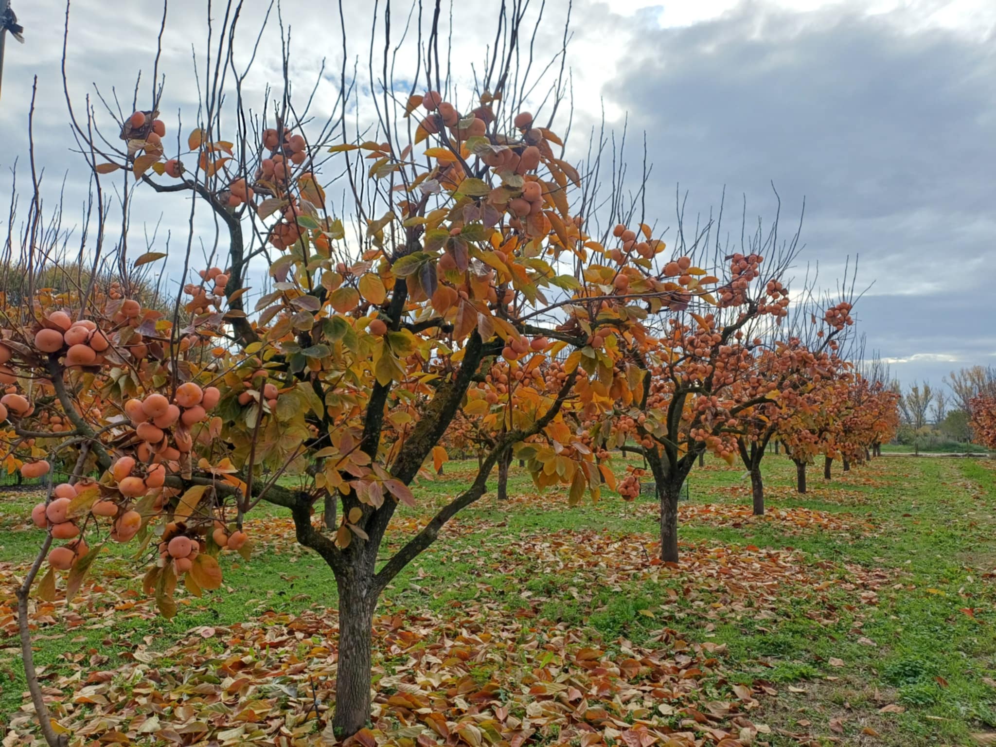 Μηλολωτός Αργυροπουλίου: Το μυθικό φρούτο της Θεσσαλίας (ΦΩΤΟ)