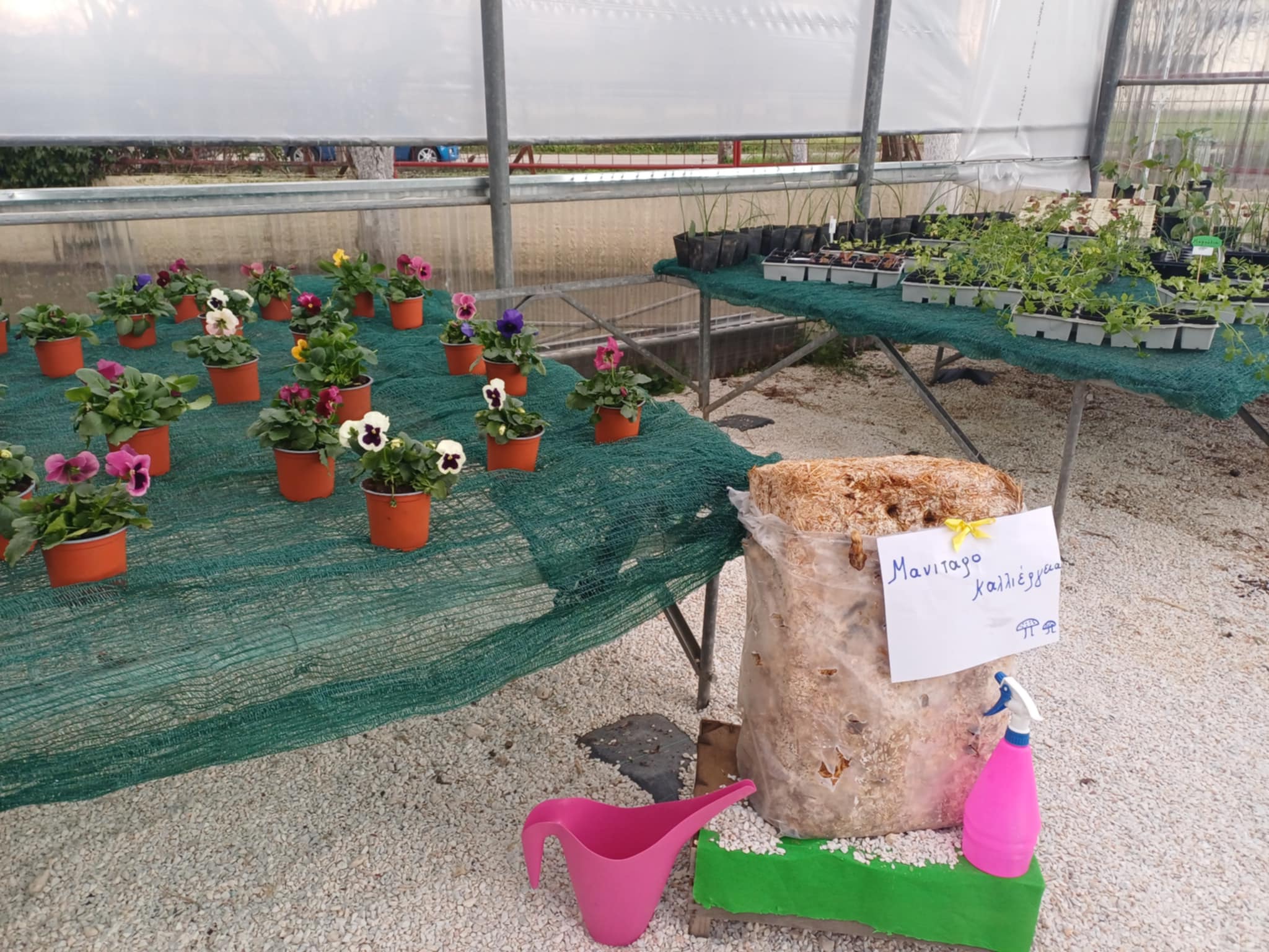 Ανακαίνιση θερμοκηπίου στο Κέντρο Ψυχικής Υγείας Λάρισας - Έργο με κοινωνικό αποτύπωμα στο ΓΝΛ (ΦΩΤΟ)