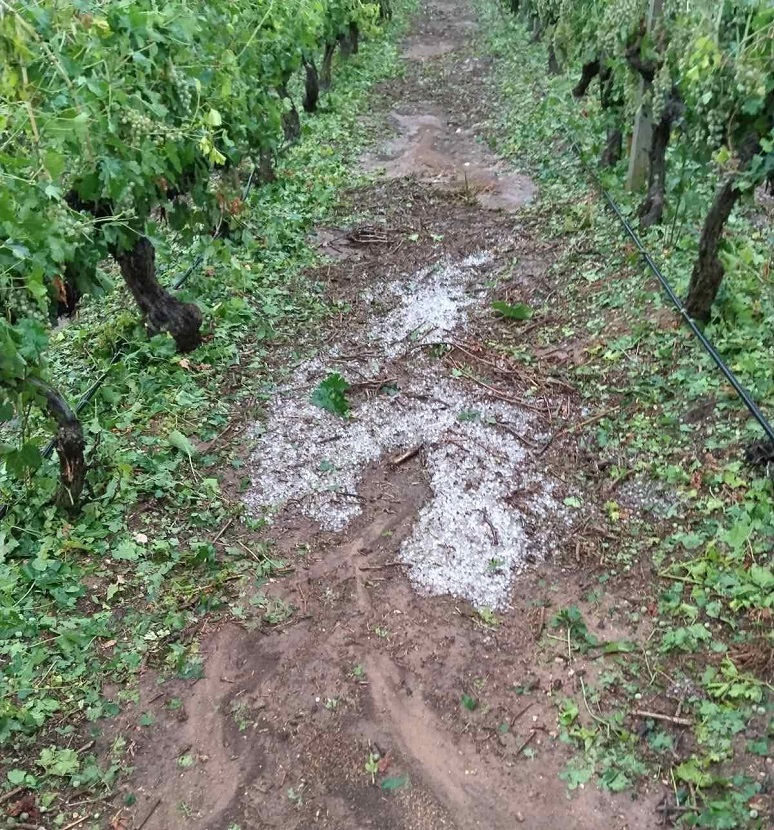 Τεράστις ζημιές σε καλλιέργειες και στην Ποταμιά Ελασσόνας- χαλάζι και σφοδρός άνεμος θέρισαν την περιοχή (ΦΩΤΟ)