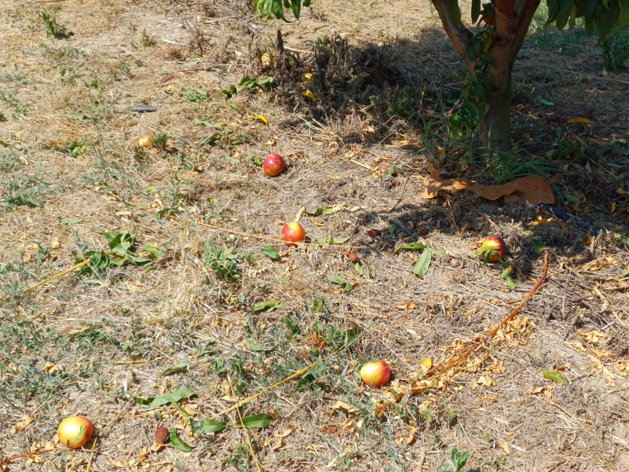 Σε σοκ αγρότης από τον Τύρναβο που έκλεψαν τα νεκταρίνια από το κτήμα του (ΦΩΤΟ)