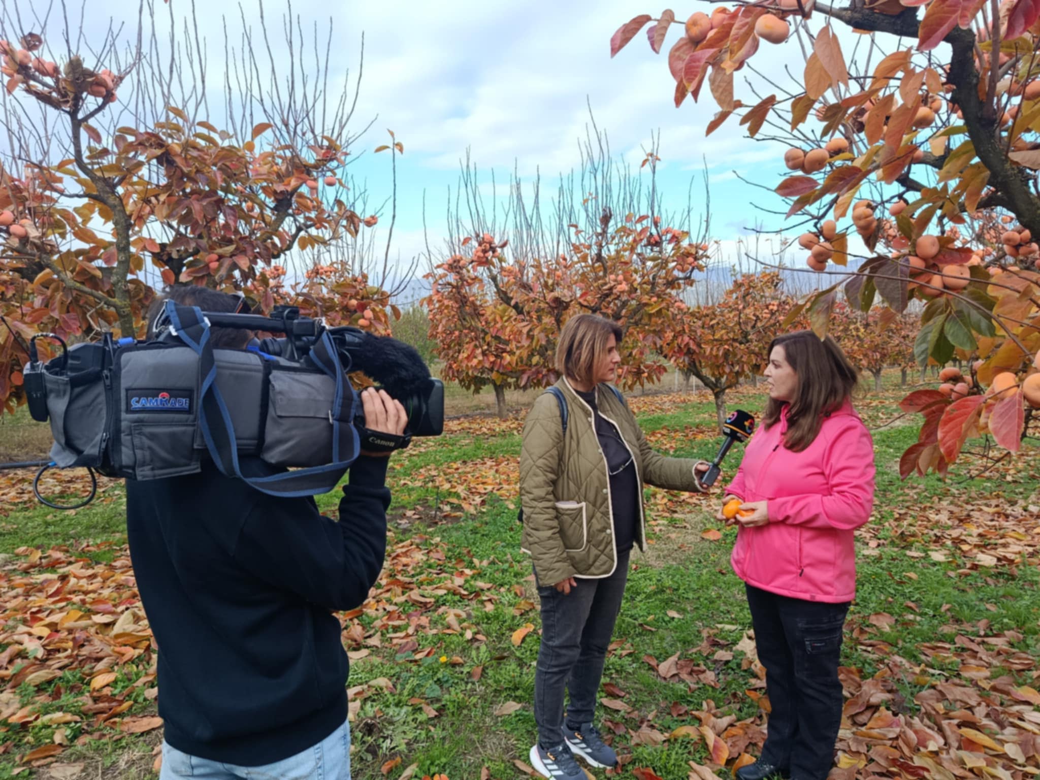 Μηλολωτός Αργυροπουλίου: Το μυθικό φρούτο της Θεσσαλίας (ΦΩΤΟ)