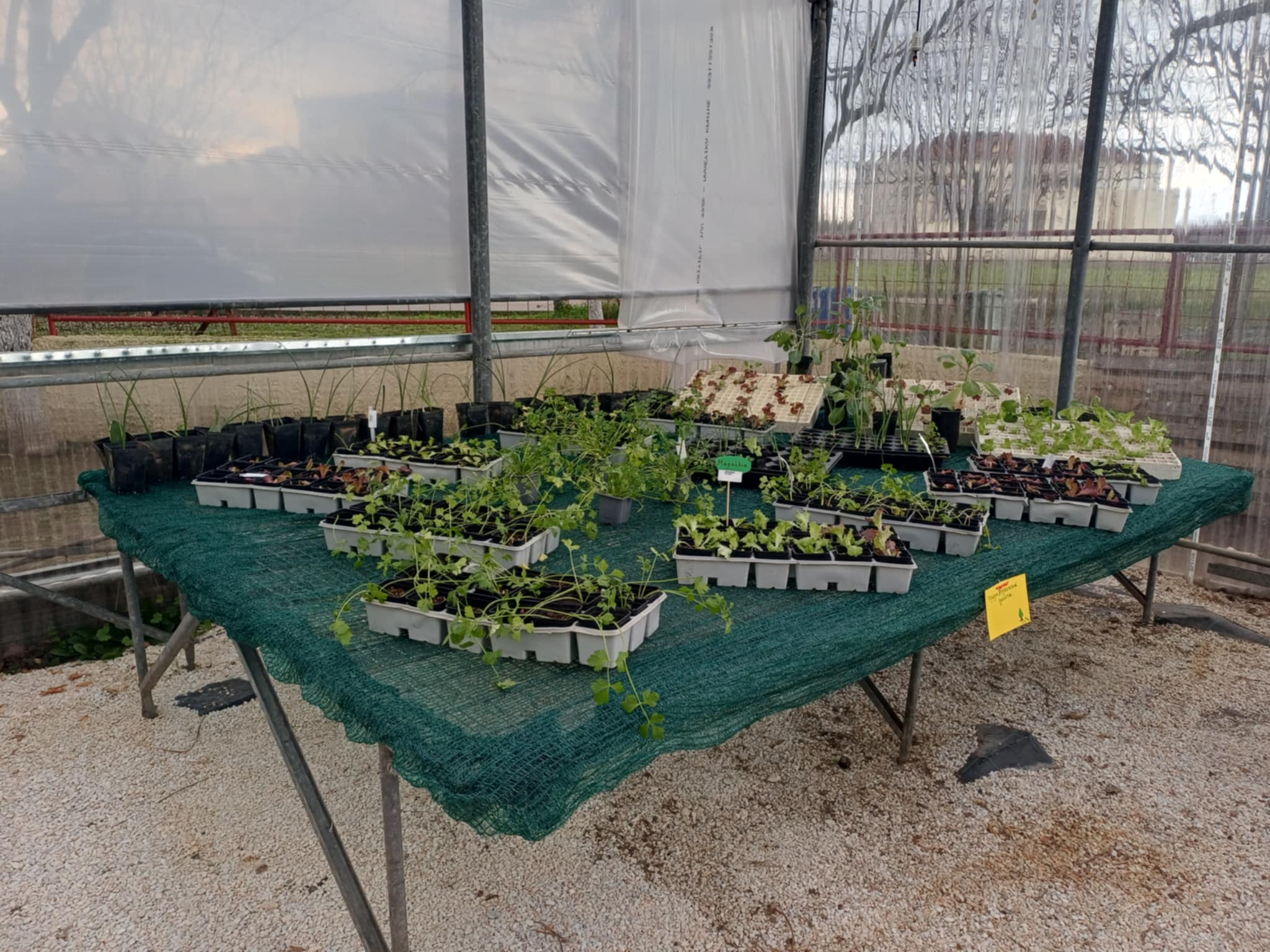 Ανακαίνιση θερμοκηπίου στο Κέντρο Ψυχικής Υγείας Λάρισας - Έργο με κοινωνικό αποτύπωμα στο ΓΝΛ (ΦΩΤΟ)