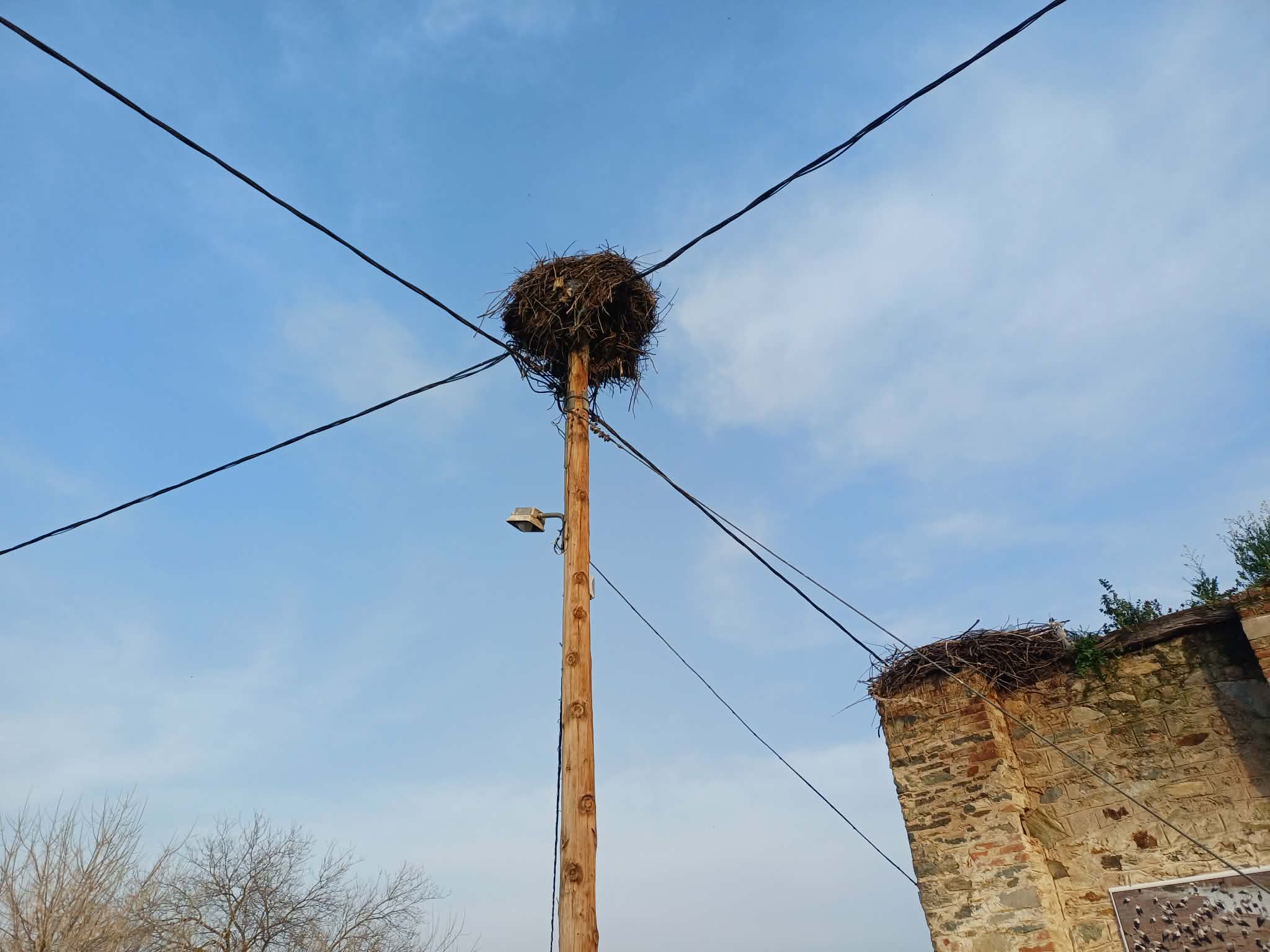 Καλλιτεχνικό αφιέρωμα στους πελαργούς από τις Daughters of Penelope «Αγλαονίκη» (ΦΩΤΟ)