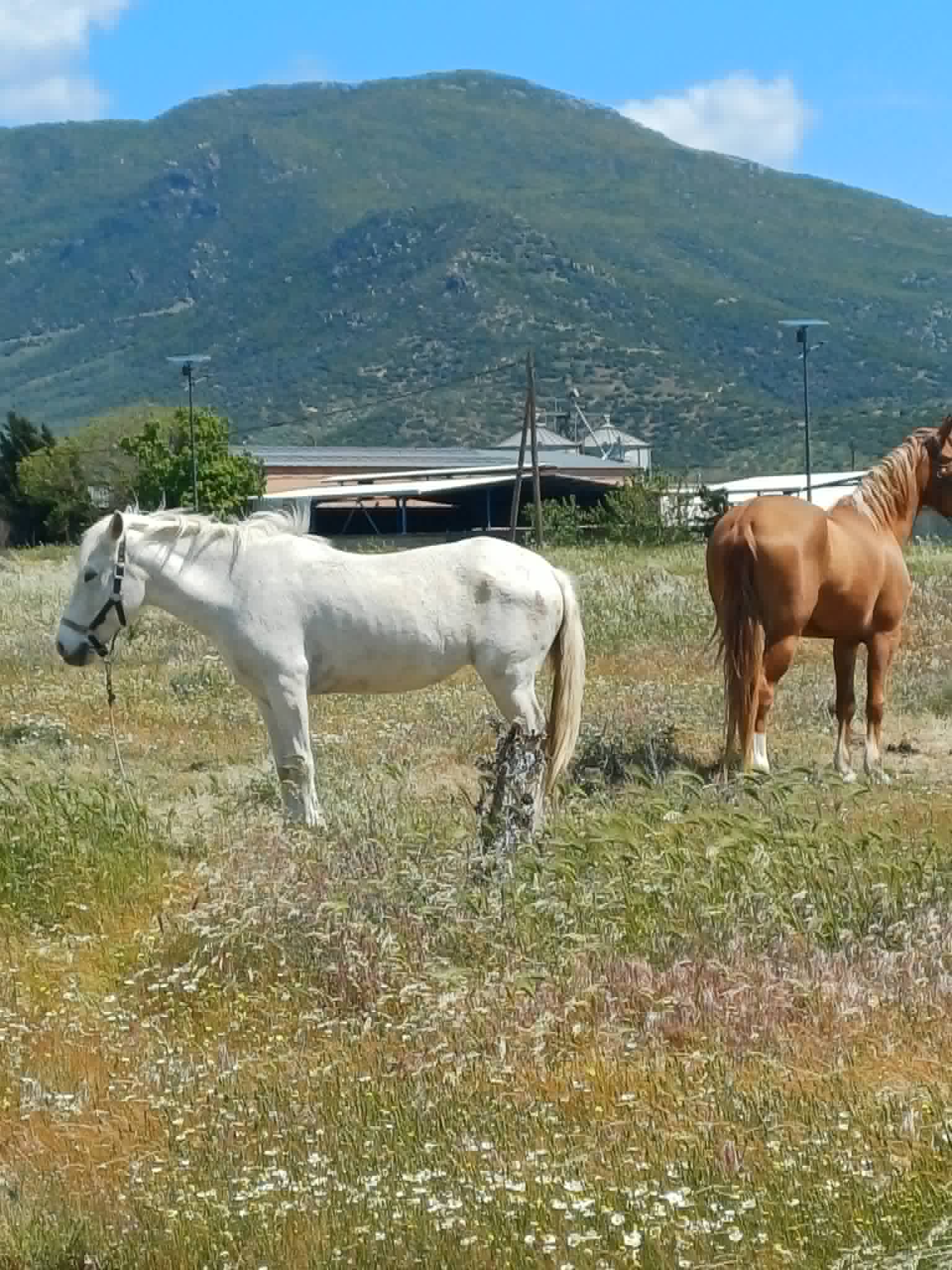 Πρωτομαγιά με την 12η Πανελλήνια Ιππική Συνάντηση στους Γόννους -υπέροχες εικόνες με άλογα στη φύση (ΦΩΤΟ)