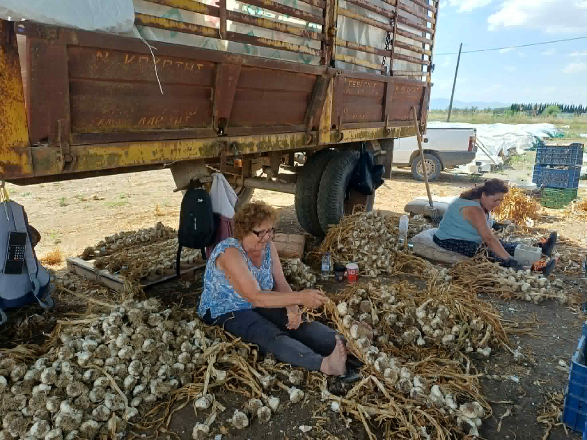 Μύρισε σκόρδο από τον Πλατύκαμπο μέχρι την... Ιαπωνία (ΦΩΤΟ)