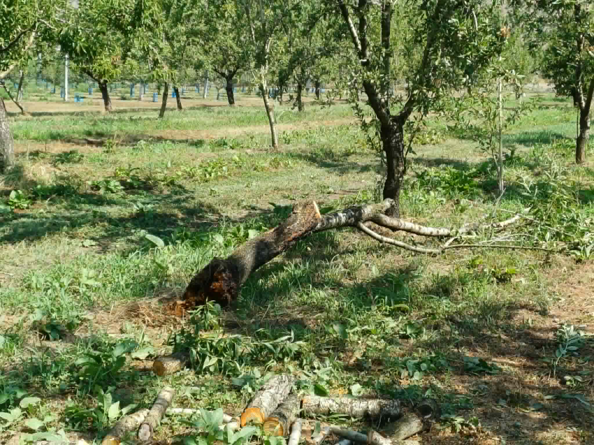 Μεγάλες ζημιές σε καλλιέργειες στο Αργυροπούλι από τον ισχυρό μπουρίνι- έπεσαν παλμέτες με αχλαδιές (ΦΩΤΟ)