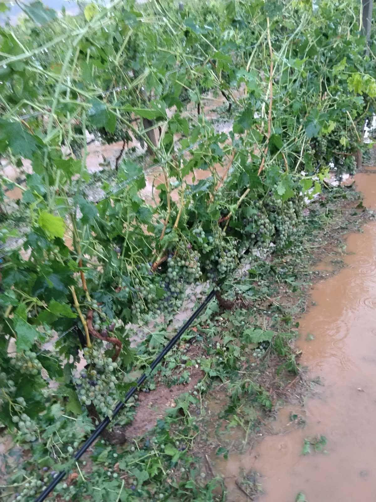 Μεγάλη οικονομική καταστροφή στον Τύρναβο σε αμπέλια αχλάδια, ροδάκινα-άσπρισαν οι δρόμοι από το χαλάζι (ΦΩΤΟ+video)