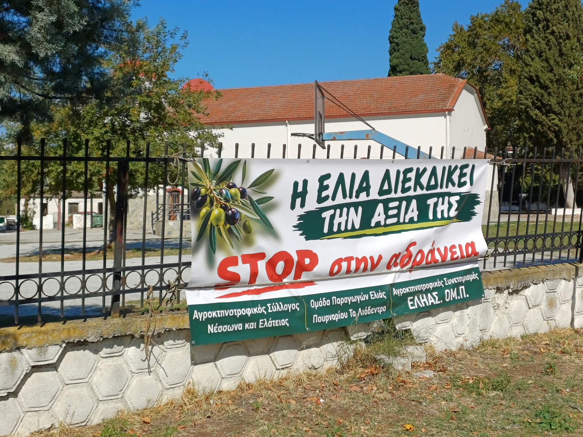 Ελαιοπαραγωγοί σε απόγνωση στο Πουρνάρι Συκουρίου: Χαμηλές τιμές, υψηλό κόστος και αποτυχία δακοκτονίας (ΦΩΤΟ+video)
