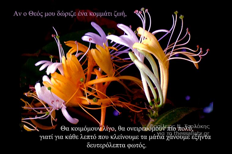 Τα άνθη του....καλού