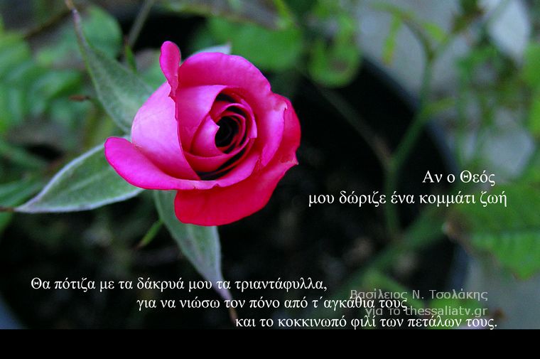 Τα άνθη του....καλού