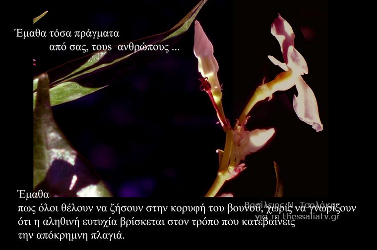 Τα άνθη του....καλού